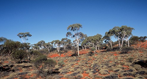 Great Victoria Desert Malone 2005