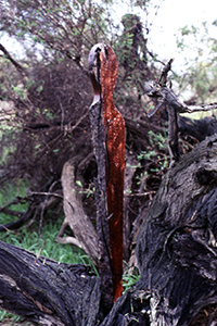 Tellurian Spirit Geraldton Arts Festival Malone 2005