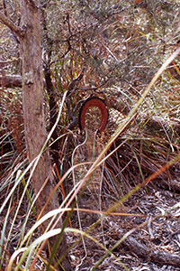 Tellurian Spirit Sculpture in the Bush Grampians Malone 2006 a