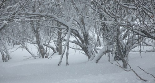Snow Country, Great Dividing Range, Malone