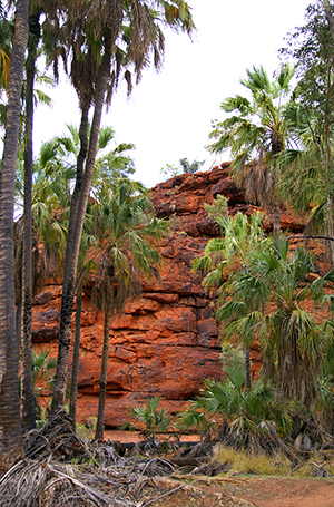 Palm Valley Alyapa Malone 2003